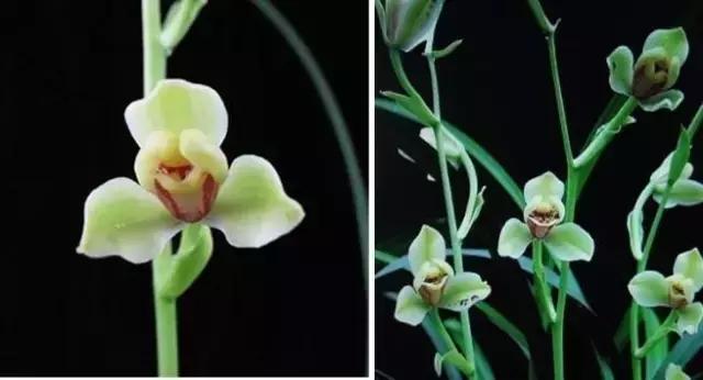 四季兰用什么盆栽最好看,四季兰花期养护