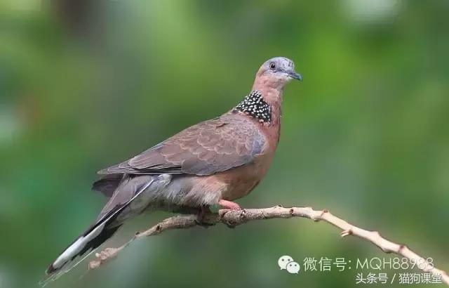 动物百科视频大全40分钟,动物百科第一期鸟类