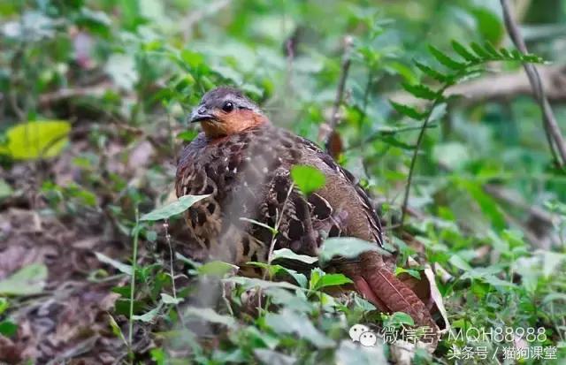 动物百科视频大全40分钟,动物百科第一期鸟类