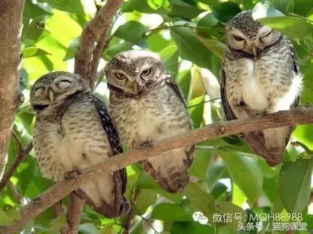 动物百科视频大全40分钟,动物百科第一期鸟类