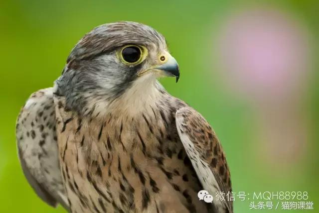 动物百科视频大全40分钟,动物百科第一期鸟类