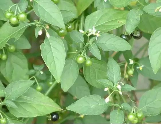 身边常见草药图片及价格,身边最常见的中草药图片大全