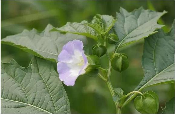 身边常见草药图片及价格,身边最常见的中草药图片大全