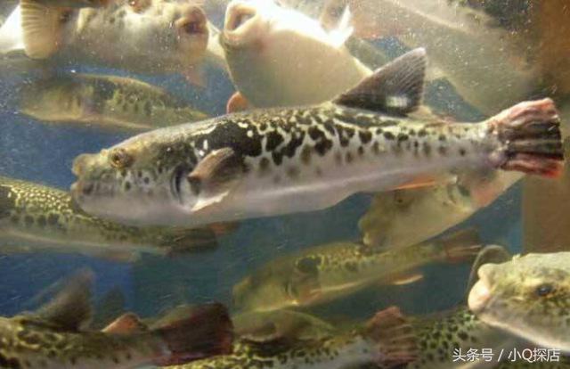 大湖河豚,大湖餐饮