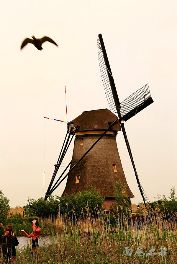 荷兰现在能不能去,什么时候不能去荷兰