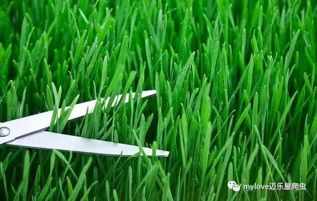 龟吃什么怎么喂,所有龟粮都适合龟龟吃吗