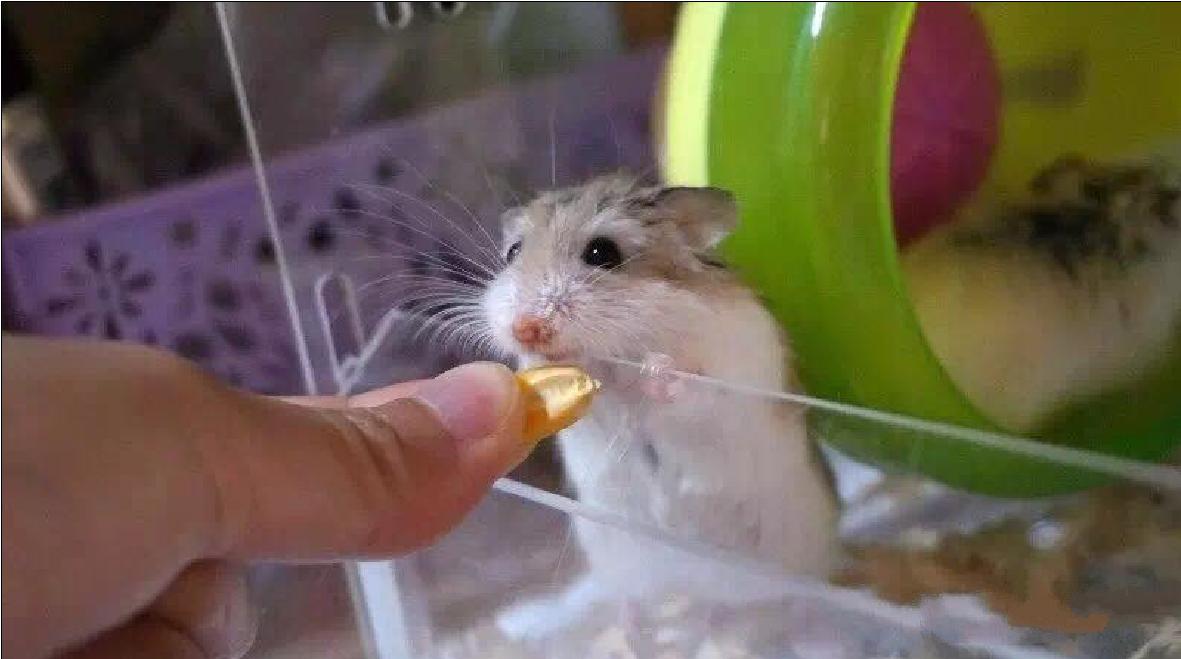 小仓鼠幼鼠可以吃什么,仓鼠幼鼠最爱吃什么