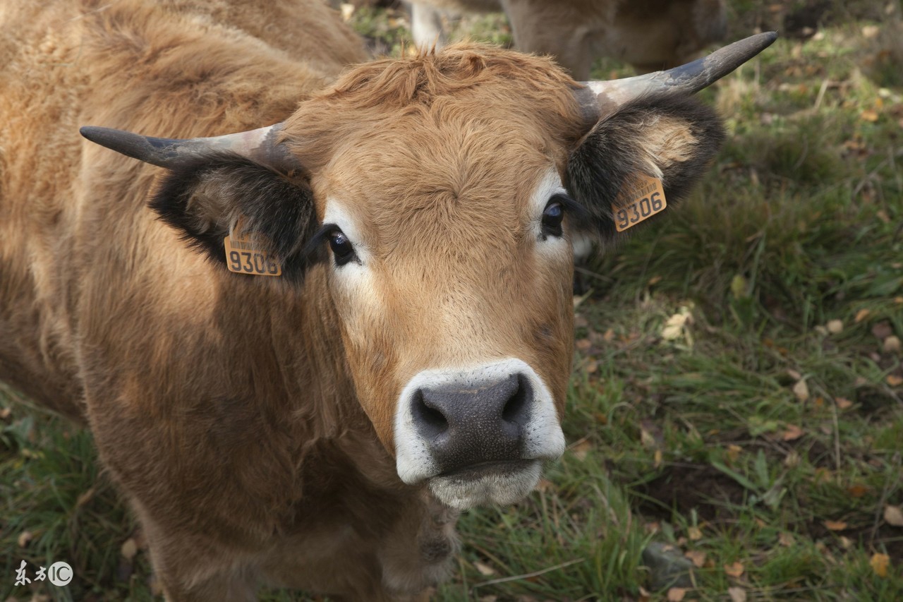 属牛的人命苦四月牛更苦是真的吗,属牛人在龙年好吗