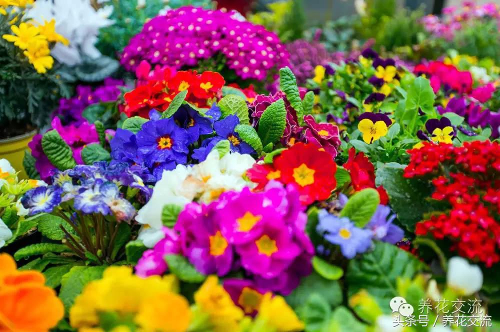 一个爱养花的家庭,一个爱花的院子