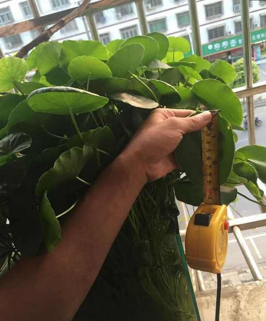 养得特别好看的铜钱草,铜钱草圆圆的叶子像铜钱非常好养