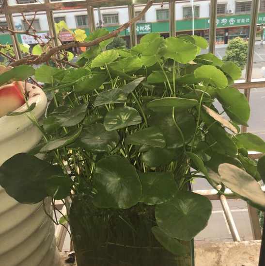 养得特别好看的铜钱草,铜钱草圆圆的叶子像铜钱非常好养