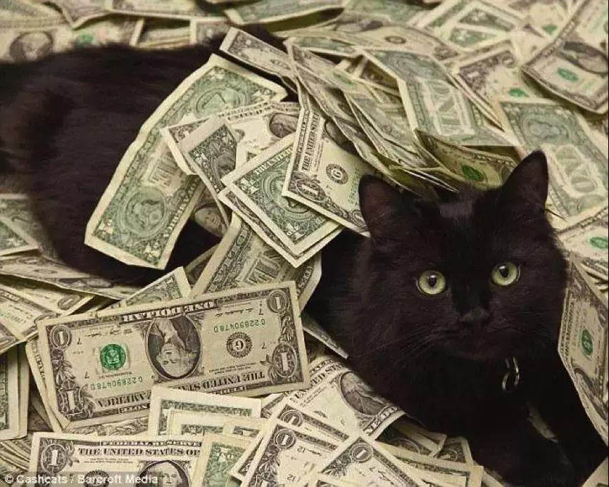 养一只猫咪需要多少钱,没有钱可以养猫咪吗