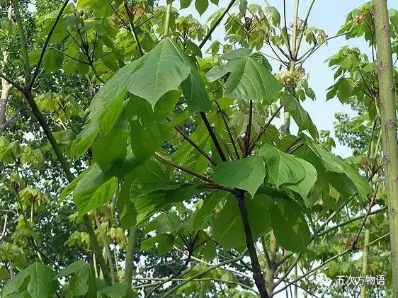 真正的梧桐树有梧桐果吗,真正的梧桐长什么样