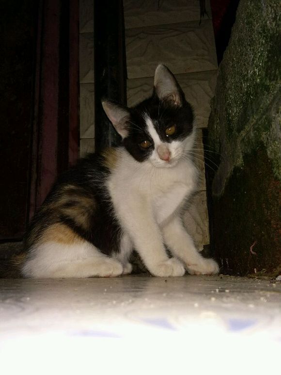 去朋友家,领养了两只小猫咪,喂养一段时间后,噩梦就开始了!