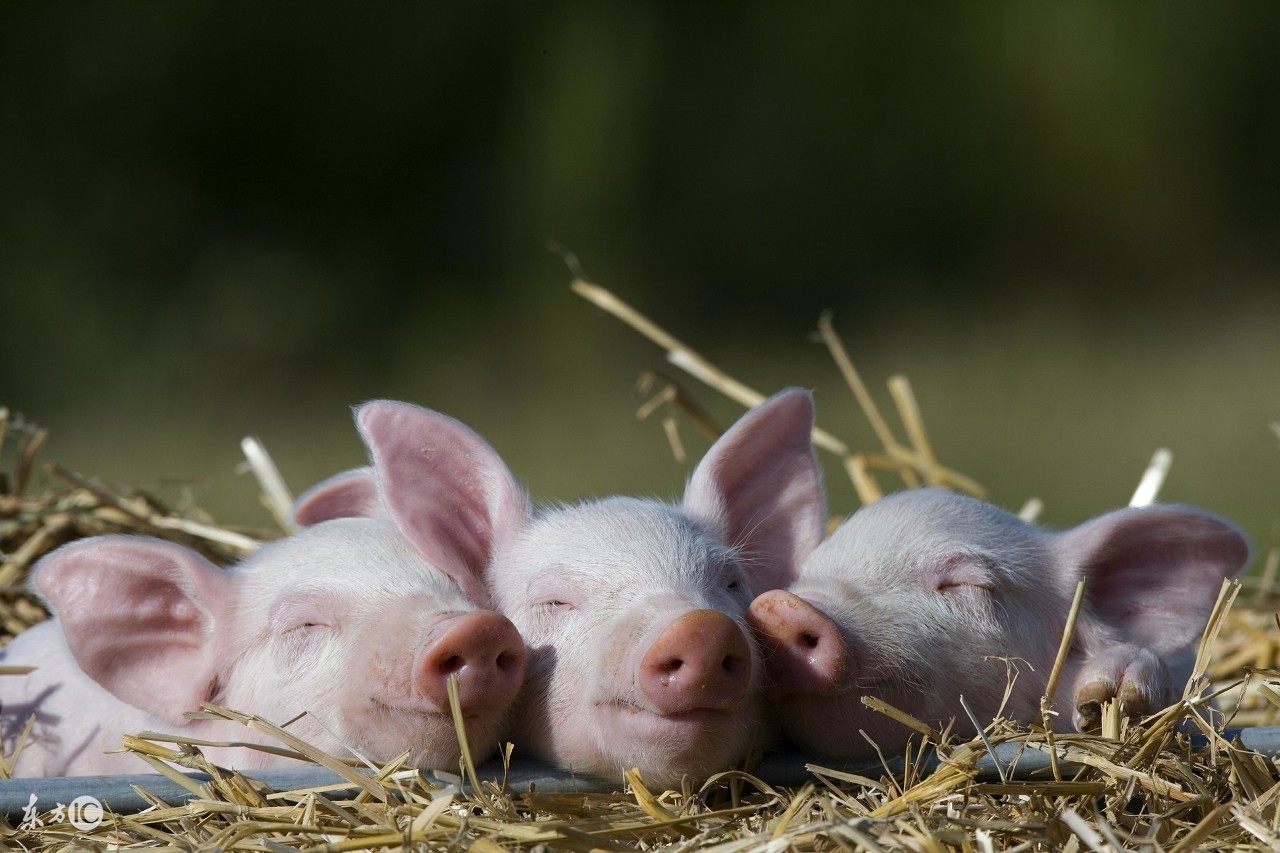 猪病预警;夏秋交接猪皮肤病!