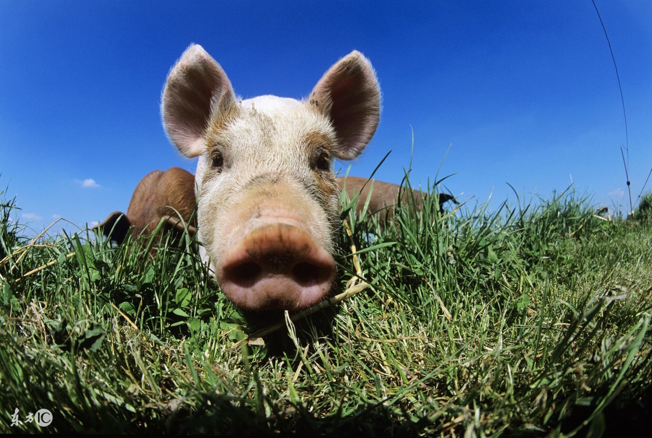 猪病预警;夏秋交接猪皮肤病!