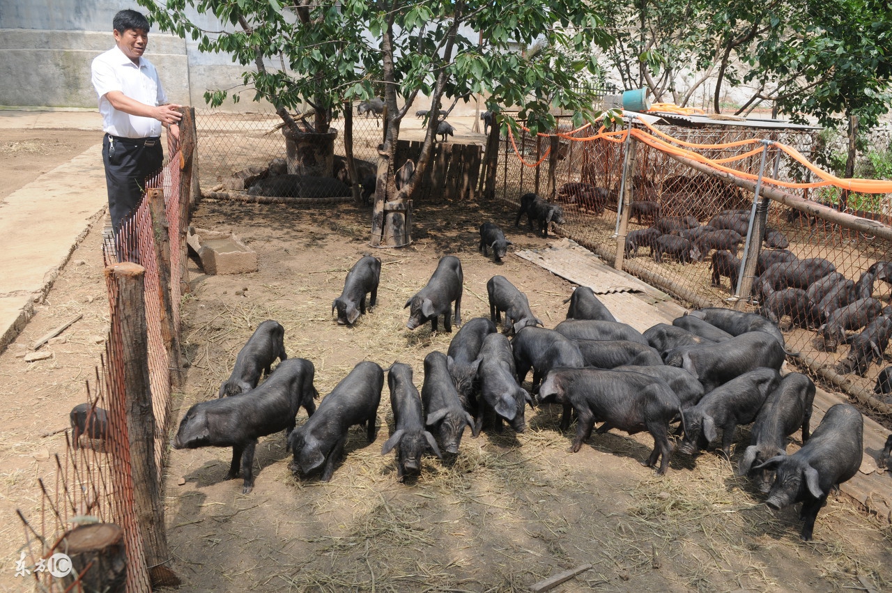 猪病预警;夏秋交接猪皮肤病!