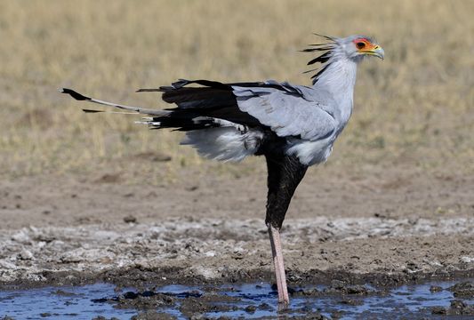 蜜獾平头哥吃蛇不中毒吗,平头哥蜜獾和蛇视频