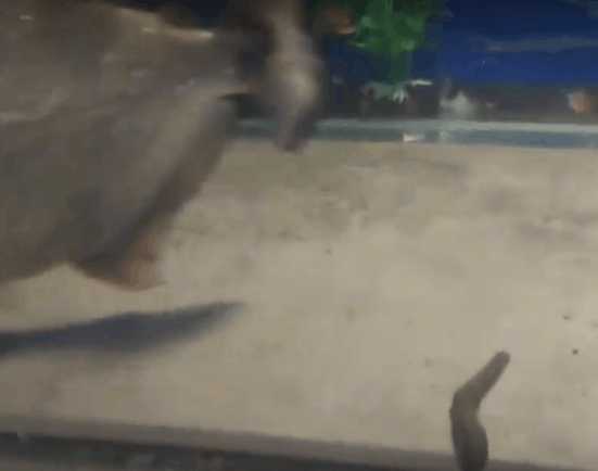 潜水员海底发现神秘巨型柱状生物,潜水员在水下发现异形生物