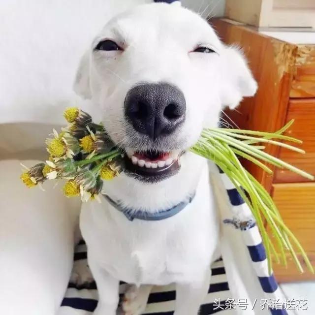 你见过有如此灵性的狗吗,难得一见的好看狗