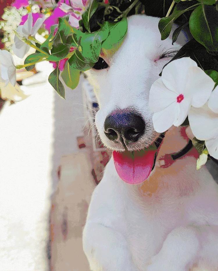 你见过有如此灵性的狗吗,难得一见的好看狗