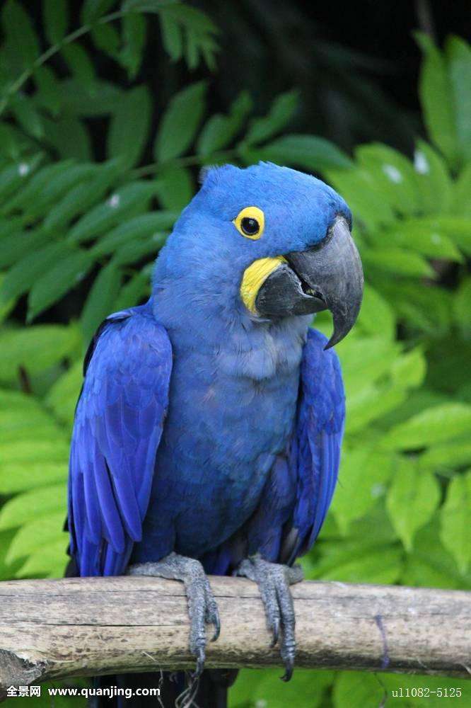 鹦鹉突然狂扇翅膀大叫是为什么,鹦鹉在家里乱叫怎么办