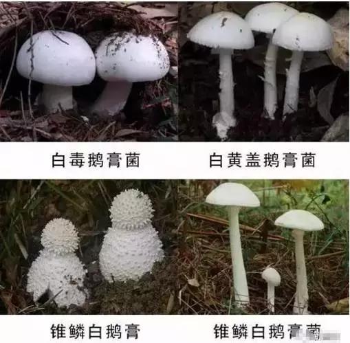 误食致死亡案例,误食家中常用物死亡案例