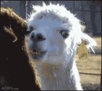 秘鲁神兽来袭，能给你的绝不只是表情包