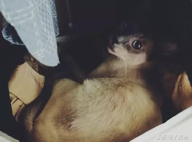 就去做了一盘“野模”~