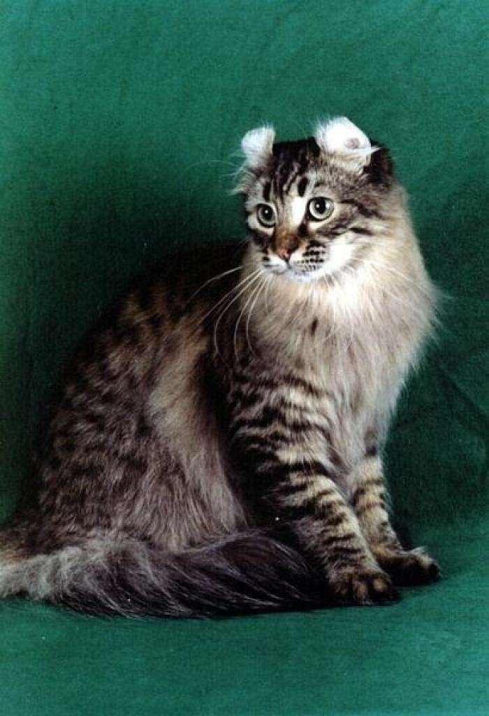 猫咪品种大盘点长毛猫篇,不掉毛猫咪的品种大全