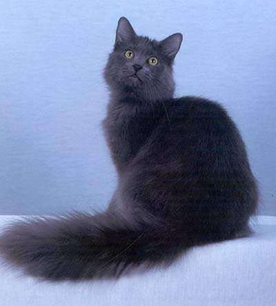 猫咪品种大盘点长毛猫篇,不掉毛猫咪的品种大全