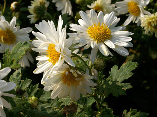 农民常见植物有哪些,农村常见的植物科普