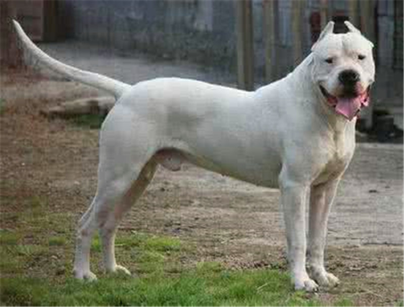 养杜高犬的技巧,杜高犬小时候该怎么养