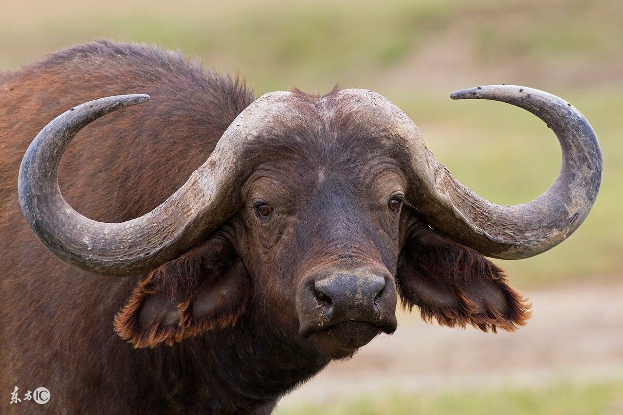 属牛的人命苦四月牛更苦是真的吗,属牛人在龙年好吗