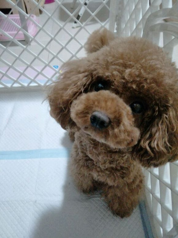 怀孕的泰迪40天没有肚子,怀孕的狗狗生小狗