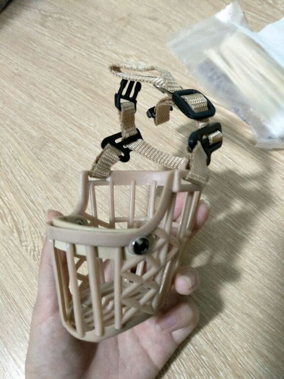 怀孕的泰迪40天没有肚子,怀孕的狗狗生小狗