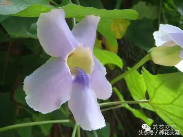 一个爱养花的家庭,一个爱花的院子