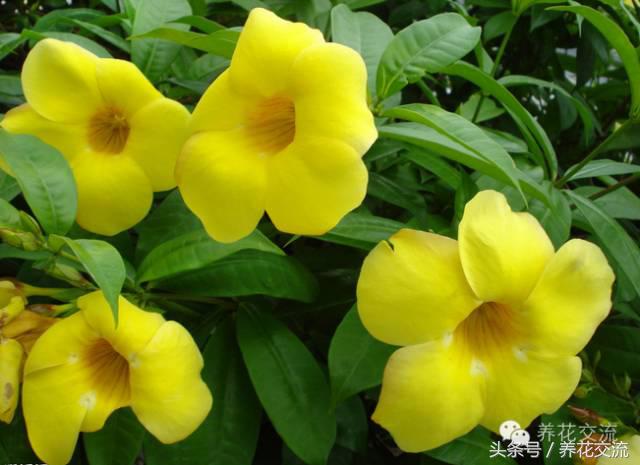 一个爱养花的家庭,一个爱花的院子