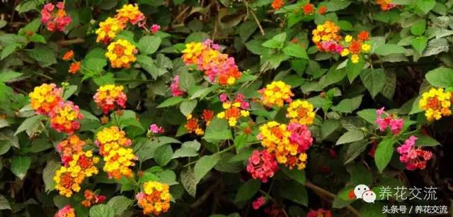 一个爱养花的家庭,一个爱花的院子