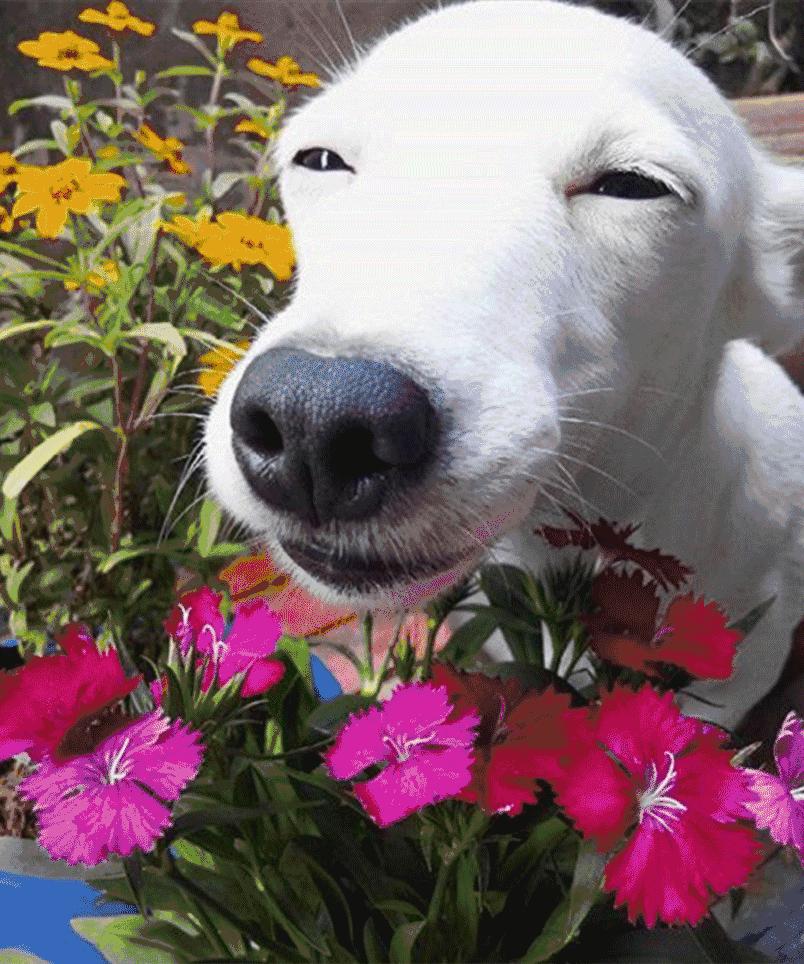 你见过有如此灵性的狗吗,难得一见的好看狗