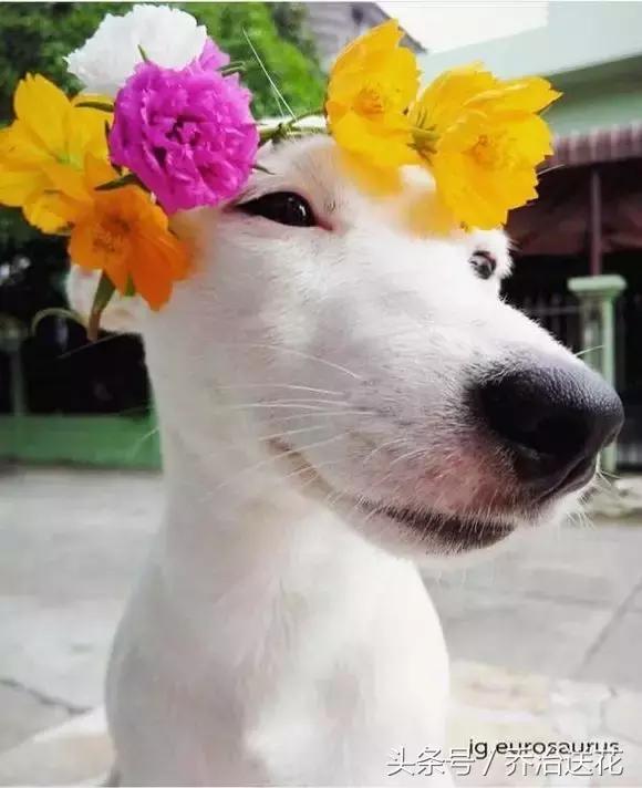 你见过有如此灵性的狗吗,难得一见的好看狗