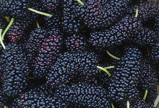 吃桑葚为什么嘴巴会紫,为什么吃桑葚手指会变黑