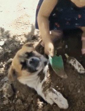 小女孩用泥土玩“埋狗”游戏,狗狗一脸生无可恋的任埋