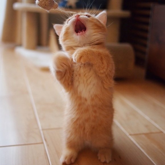 不要说我孤独，我还有猫