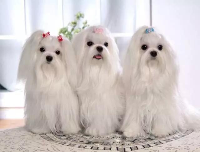 各种狗及身价，终于收全了