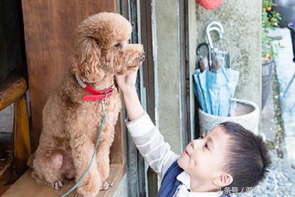 女子带狗狗到餐厅吃饭警方通报,女子带着泰迪到餐厅吃饭