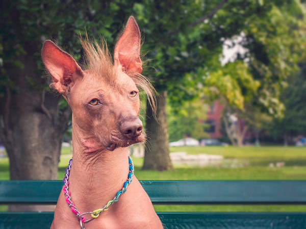 9个奇怪的无毛动物