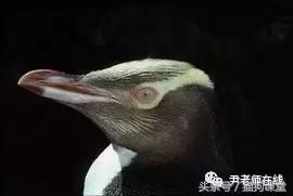 企鹅是什么种类动物,动物百科知识科普企鹅品种