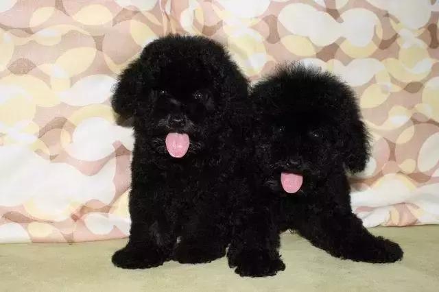 家养的狗和别人养的狗有什么区别,要如何知道自己养的狗是什么狗呢