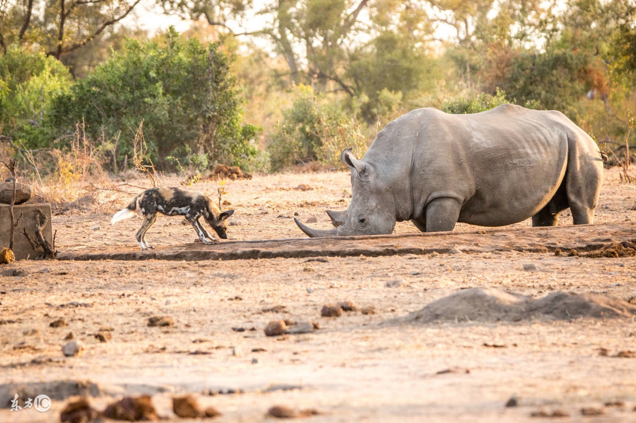 野狗和鬣狗到底谁更强,鬣狗与野狗哪个更凶残